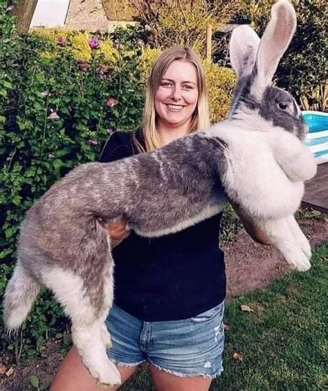 largest flemish giant rabbit.